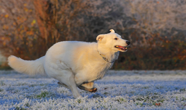 White dog running frosted field free wallpaper for desktop - medium preview image