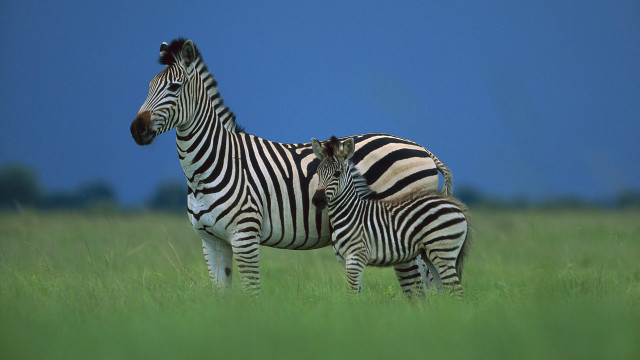 Zebras tallgrass blueSky trees outdoors free wallpaper for desktop - medium preview image