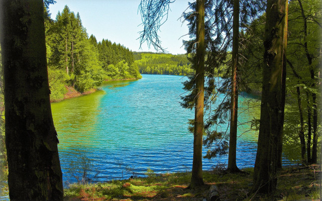 Alén diviš lake forest sunny free wallpaper for desktop - medium preview image