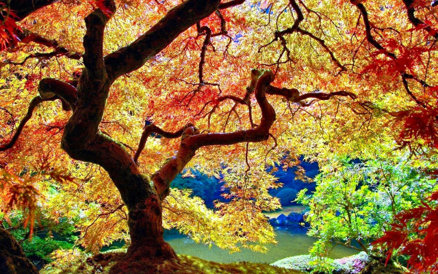 Autumn leaves tree lake plein free wallpaper for desktop - medium preview image