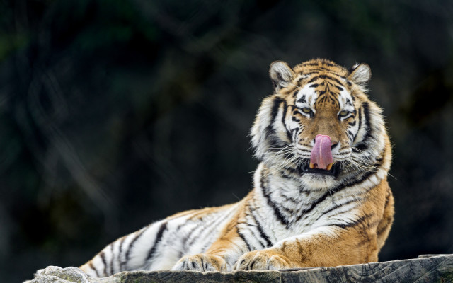 Tiger blowing out tongue wildlife free wallpaper for desktop - medium preview image