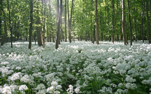 White flowers forest sunlight puzzle free wallpaper for desktop - medium preview image