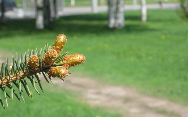 Pine branch cones park bench free wallpaper for desktop - medium preview image
