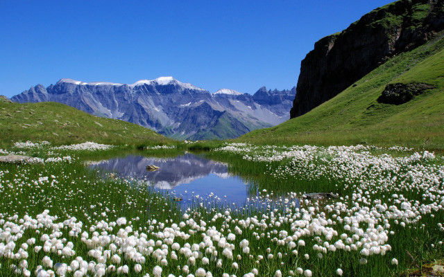 Flower field lake mountains sky #2 free wallpaper for desktop - medium preview image