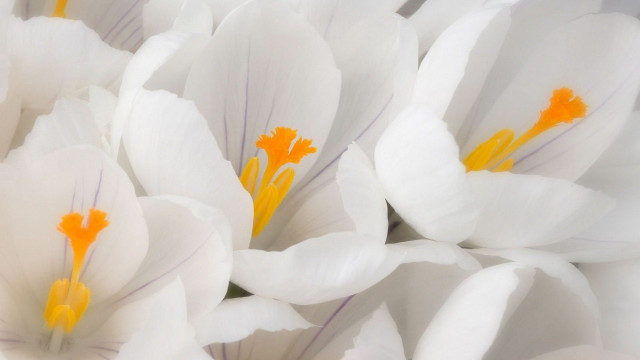 White flowers yellow stamens macro free wallpaper for desktop - medium preview image