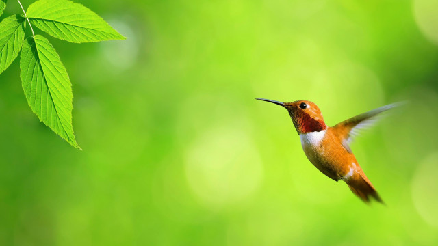 Hummingbird green background leaf ecological #2 free wallpaper for desktop - medium preview image