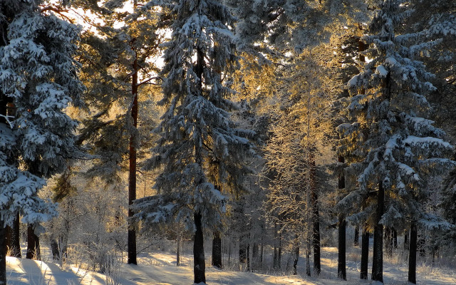 Snowy forest bench winter night free wallpaper for desktop - medium preview image