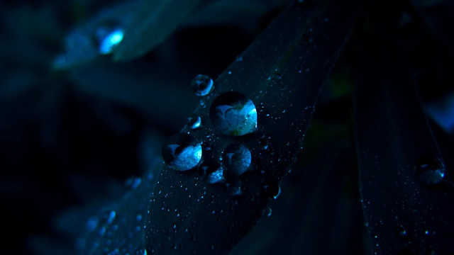 Leaf water drops gothic macro free wallpaper for desktop - medium preview image