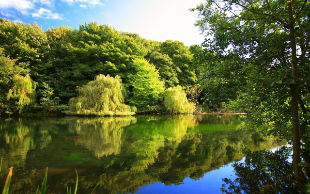 Lake forest trees nature sky free wallpaper for desktop - medium preview image