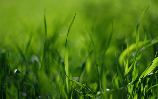 Grass water drops blurry nature free wallpaper for desktop - medium preview image