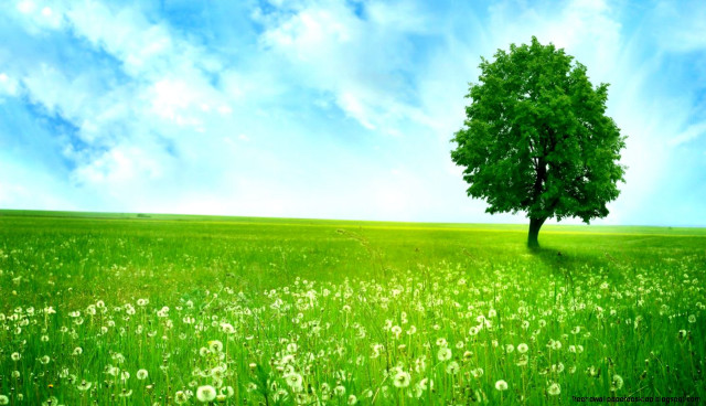 Tree field blue sky green free wallpaper for desktop - medium preview image