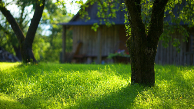 Tree grassy field shed ecological free wallpaper for desktop - medium preview image