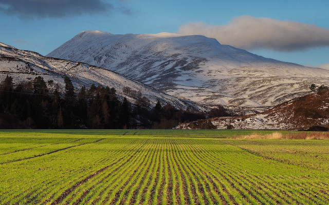 Mountain snowy horizon trees puzzle free wallpaper for desktop - medium preview image