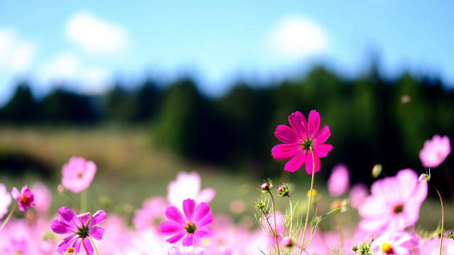 Pink flower field sky trees free wallpaper for desktop - medium preview image