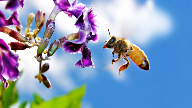 Bee purple flower blue sky free wallpaper for desktop - medium preview image