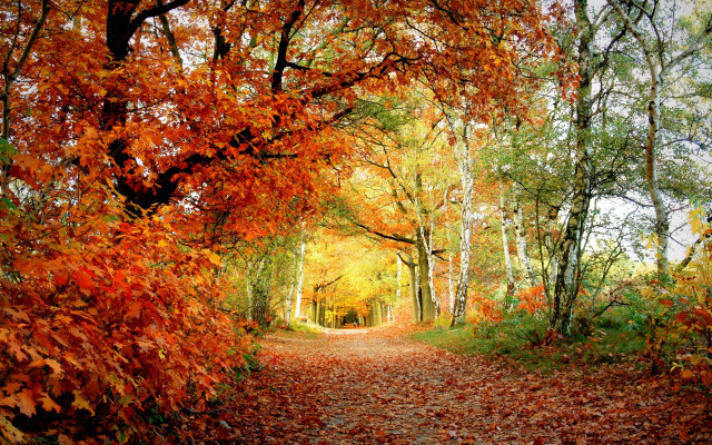 Autumn forest leaves fire campfire free wallpaper for desktop - medium preview image