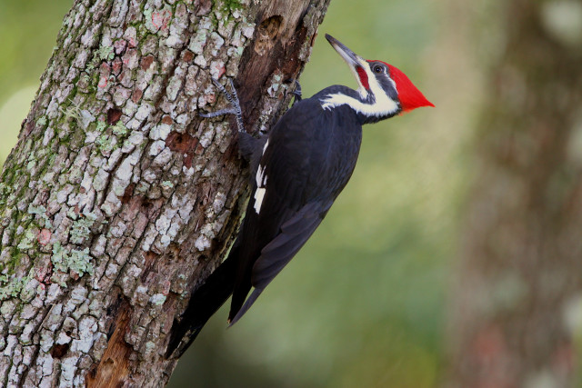 Woodpecker tree trunk beak open free wallpaper for desktop - medium preview image