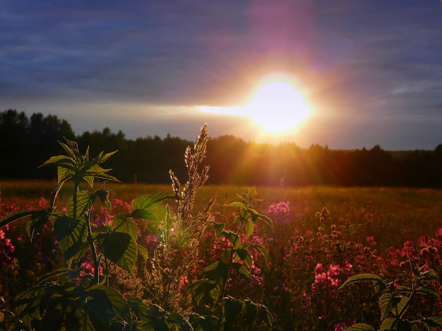 Sunset field pink flowers trees free wallpaper for desktop - medium preview image