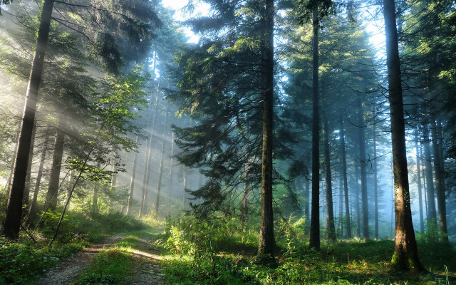 Sunshine foggy forest path matte free wallpaper for desktop - medium preview image