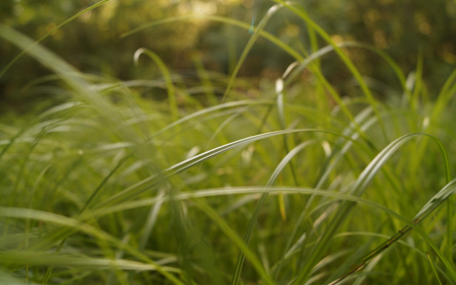 Grass trees sunlight blurry forest free wallpaper for desktop - medium preview image