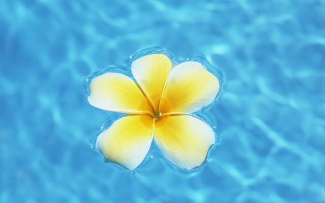 Yellow flower floating pool blue free wallpaper for desktop - medium preview image