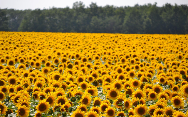 Sunflower field trees clouds yellow free wallpaper for desktop - medium preview image