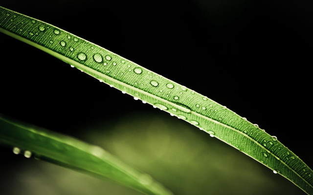 Green leaf water drops macro #44 free wallpaper for desktop - medium preview image