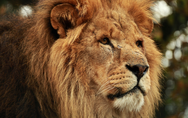 Lion closeup bushy background eye free wallpaper for desktop - medium preview image