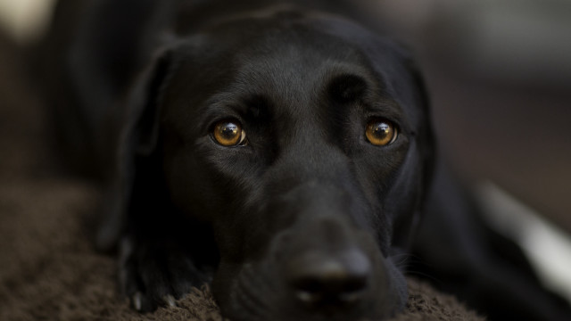 Black dog brown carpet sad free wallpaper for desktop - medium preview image