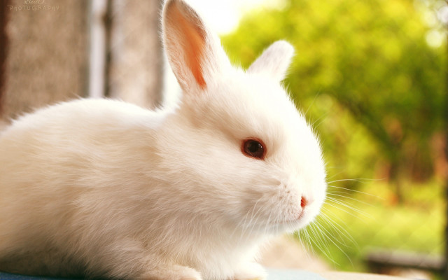 White rabbit blue table outdoors free wallpaper for desktop - medium preview image