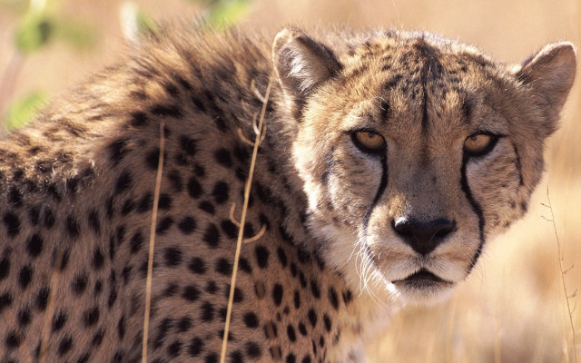 Cheetah tallgrass sad look puzzle free wallpaper for desktop - medium preview image