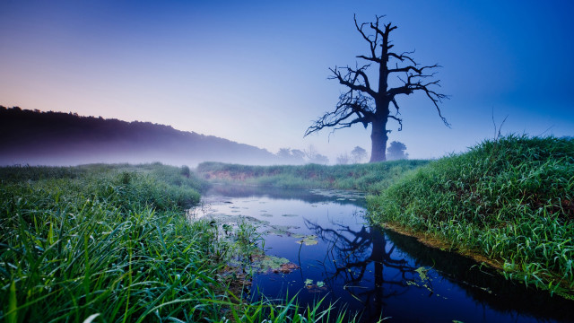 Tree field water fog landscape free wallpaper for desktop - medium preview image