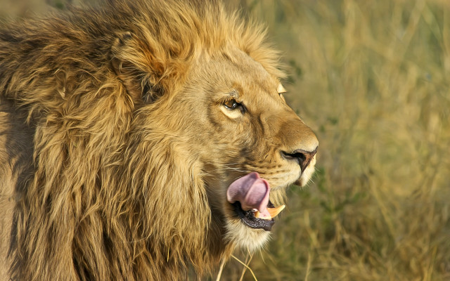 Lion open mouth tongue out #2 free wallpaper for desktop - medium preview image