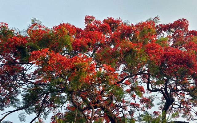 Red flower tree green leaves free wallpaper for desktop - medium preview image