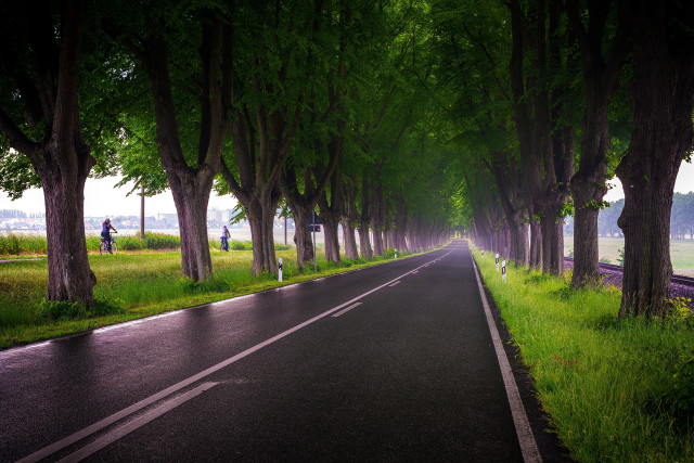 Road trees person car nature free wallpaper for desktop - medium preview image