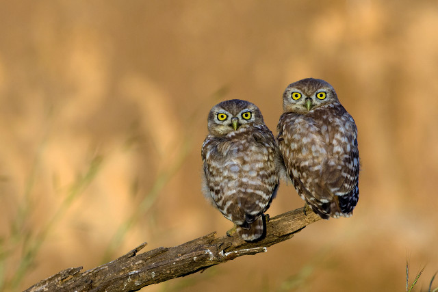 Two owls branch blurry background #2 free wallpaper for desktop - medium preview image