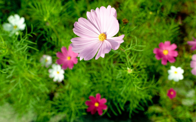 Pink flower field blurry background #3 free wallpaper for desktop - medium preview image