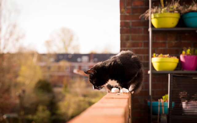 Cat ledge building plants autumn free wallpaper for desktop - medium preview image