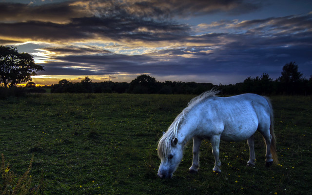 White horse grazing sunset clouds free wallpaper for desktop - medium preview image