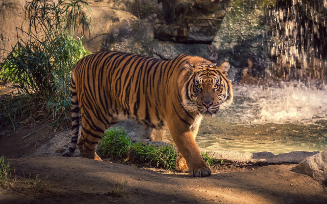 Tiger river waterfall zoo marble free wallpaper for desktop - medium preview image
