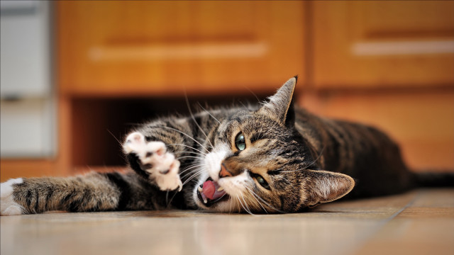 Cat yawning blue eyes blurry free wallpaper for desktop - medium preview image