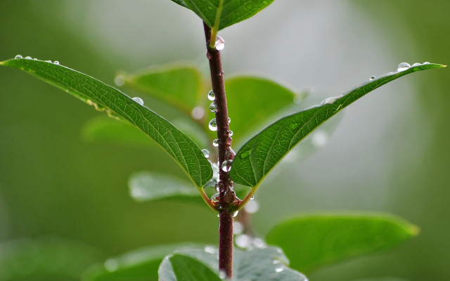 Green leaf water drops macro #22 free wallpaper for desktop - medium preview image