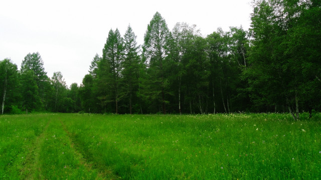 Dirt path field trees night free wallpaper for desktop - medium preview image