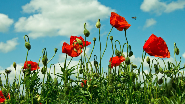 Red flower bee sunny blue free wallpaper for desktop - medium preview image