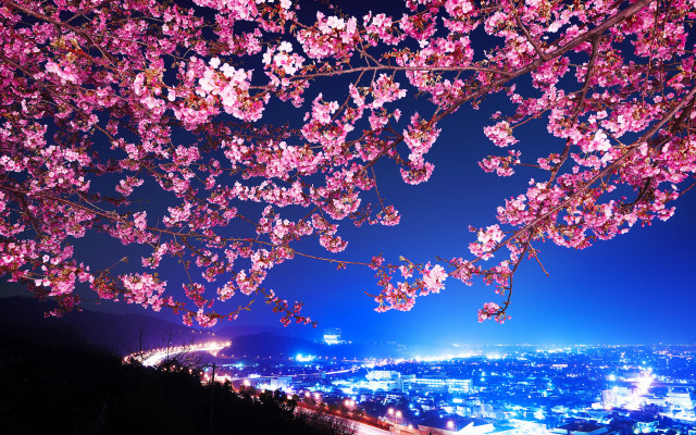 Pink cherry blossoms city night free wallpaper for desktop - medium preview image