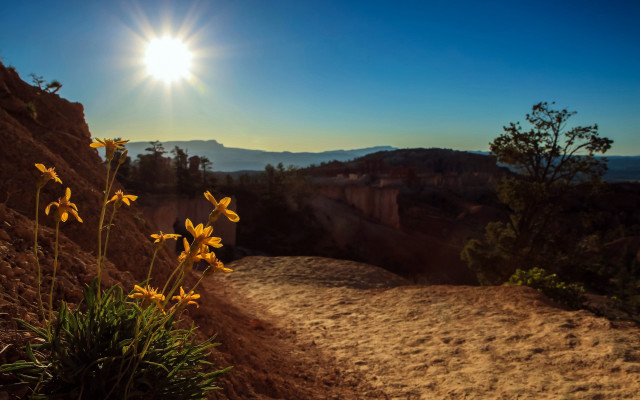 Dirt path yellow flowers mountain free wallpaper for desktop - medium preview image