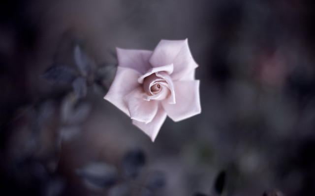 Pink rose blurry background macro free wallpaper for desktop - medium preview image