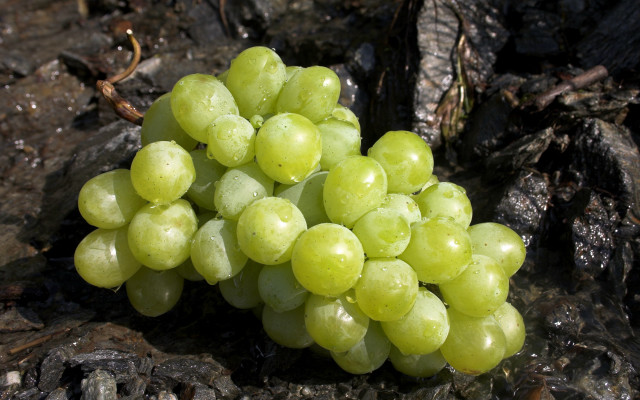 Grapes tree stump dirt leaves free wallpaper for desktop - medium preview image