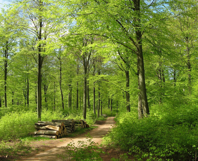 Dirt road forest logs ecological free wallpaper for desktop - medium preview image