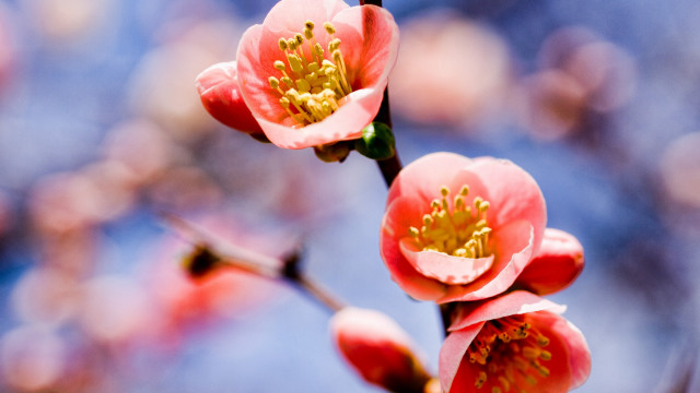 Flower branch blue sky leaves free wallpaper for desktop - medium preview image